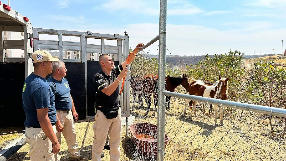 caballos abandonados en Tonalá-1